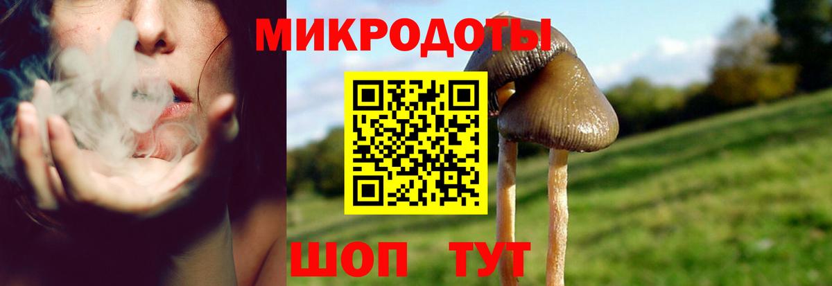 Псилоцибиновые грибы Psilocybe Елабуга